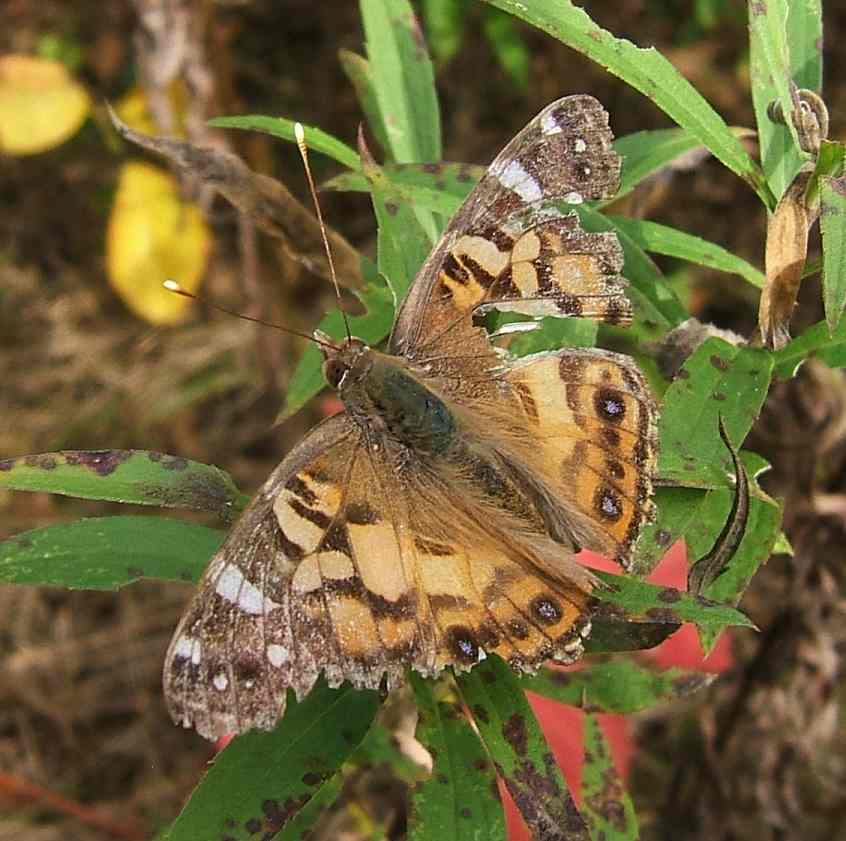 Vanessa virginiensis Vanessa virginiensis